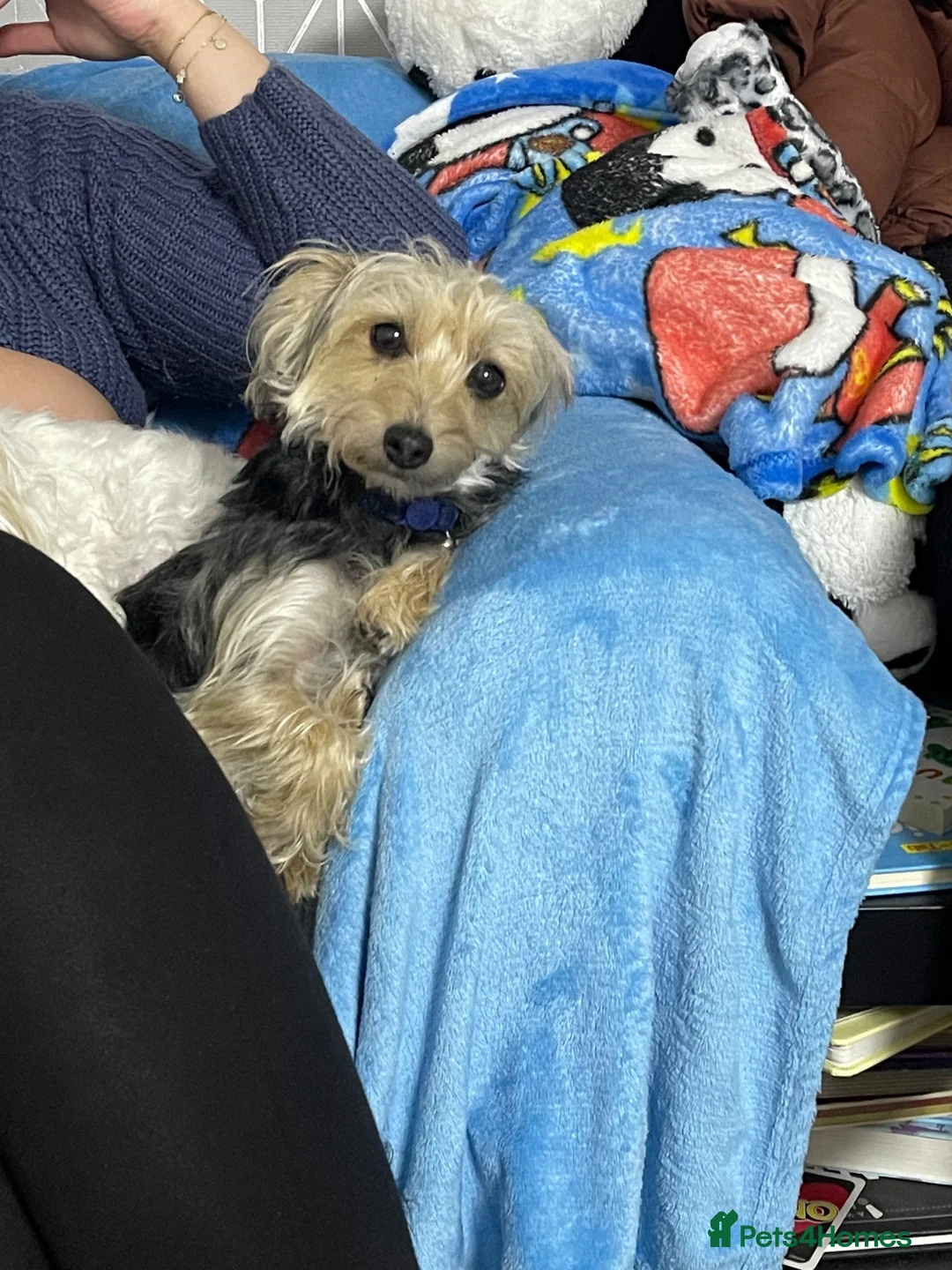 Mixed Breed dogs for sale: Yorkie mix female - Advert 5