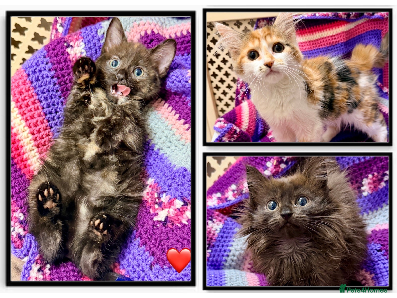 Maine Coon cats 💖 MAINE COON X RAGDOLL *PARENTS HEALTH TESTED* 💖 - Advert 1