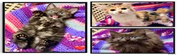 Maine Coon cats for sale: 💖 MAINE COON X RAGDOLL *PARENTS HEALTH TESTED* 💖 - Advert 1