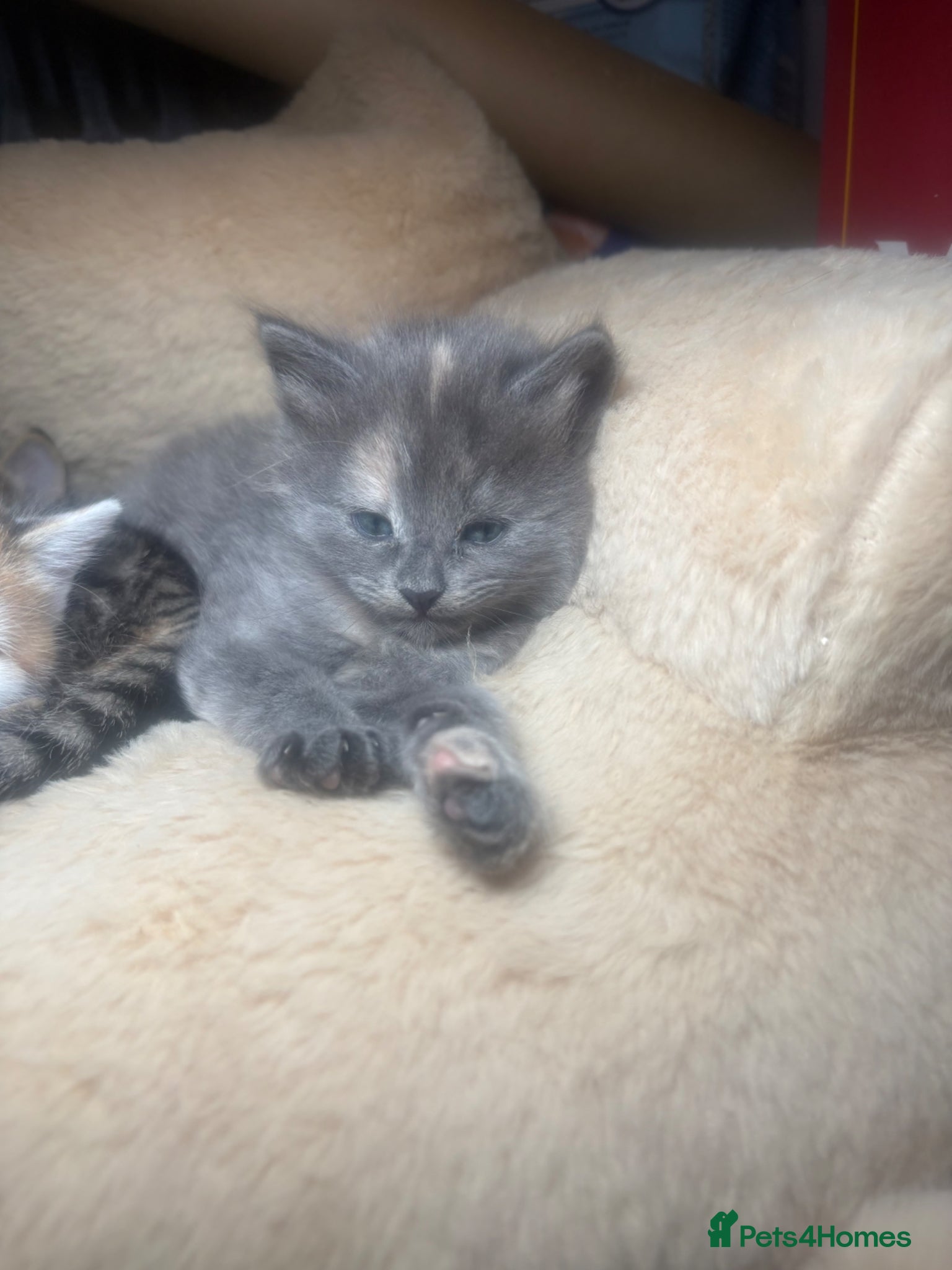 Mixed Breed cats for sale: 4girls 1boys mixed bengal kittens  in Maidstone - Advert 8