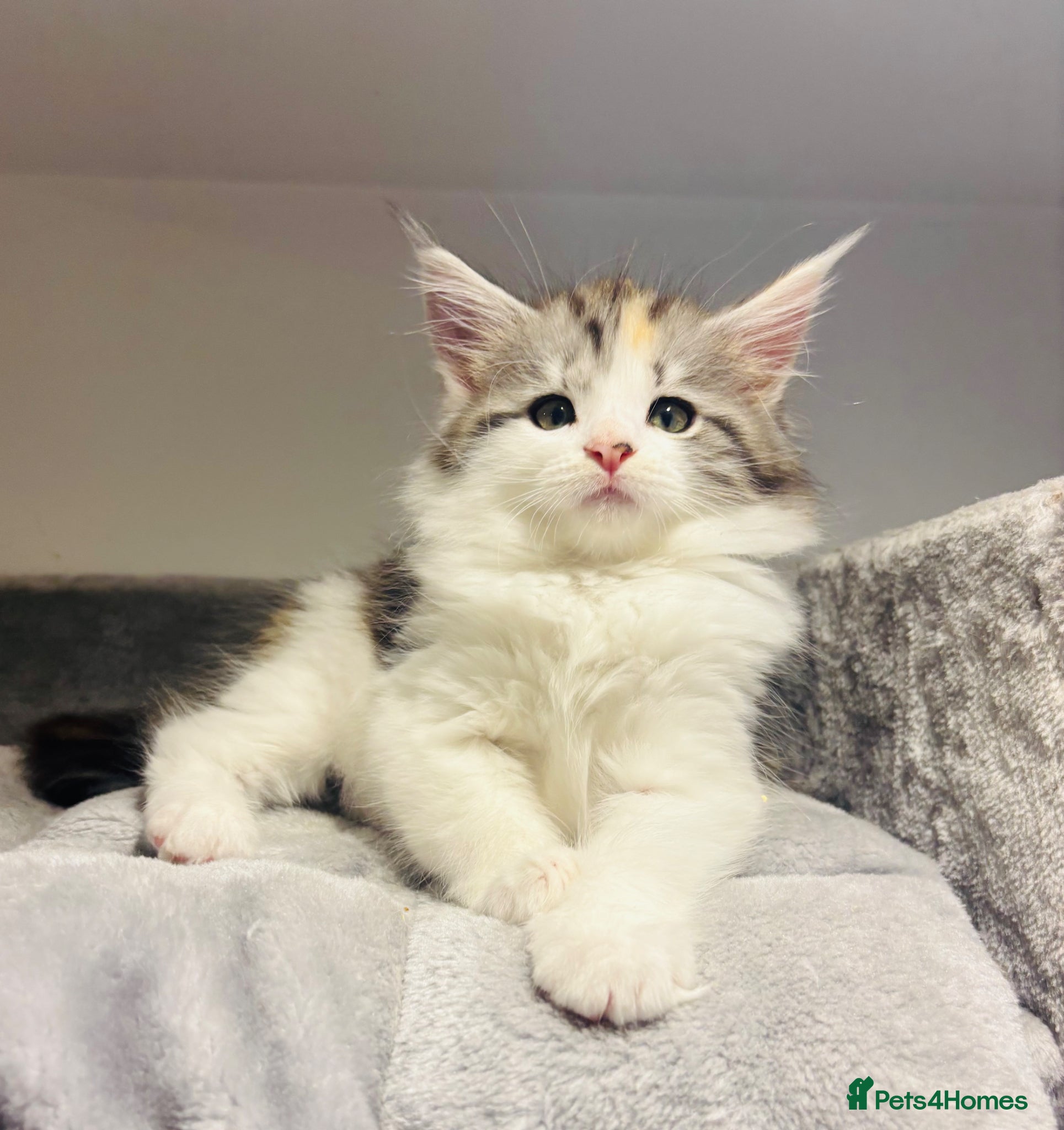 Maine Coon cats Beautiful purebred Maine coon kittens  - Advert 11