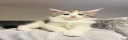 Maine Coon cats for sale: READY TO GO! Maine coon kittens  - Advert 1