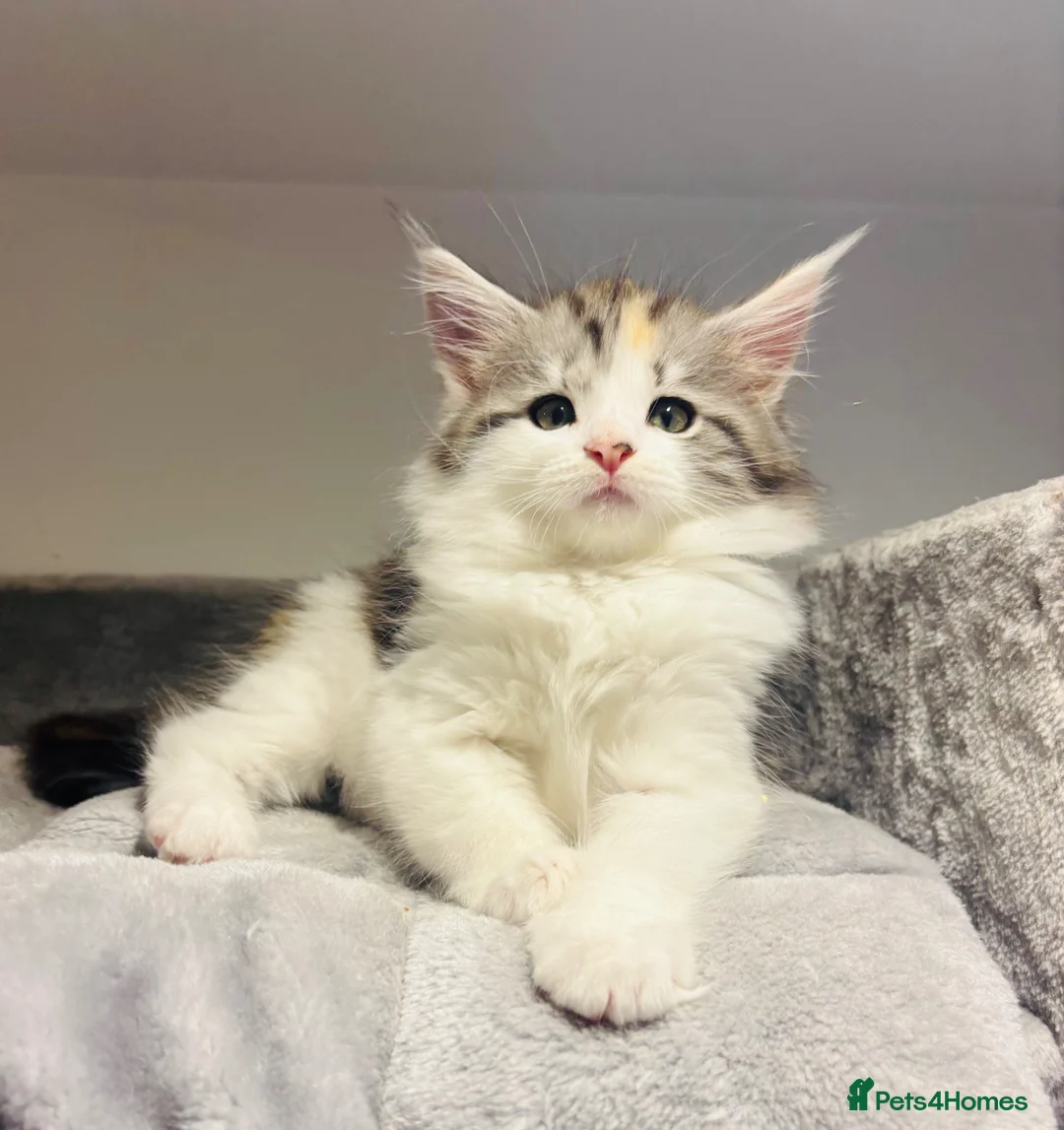 Maine Coon cats for sale: READY TO GO! Maine coon kittens  - Advert 1