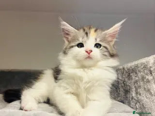 Maine Coon cats Beautiful purebred Maine coon kittens - Advert 11