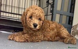 Cavapoo dogs for sale: ⭐️⭐️ Cavapoo puppys⭐️⭐️ - Image 1