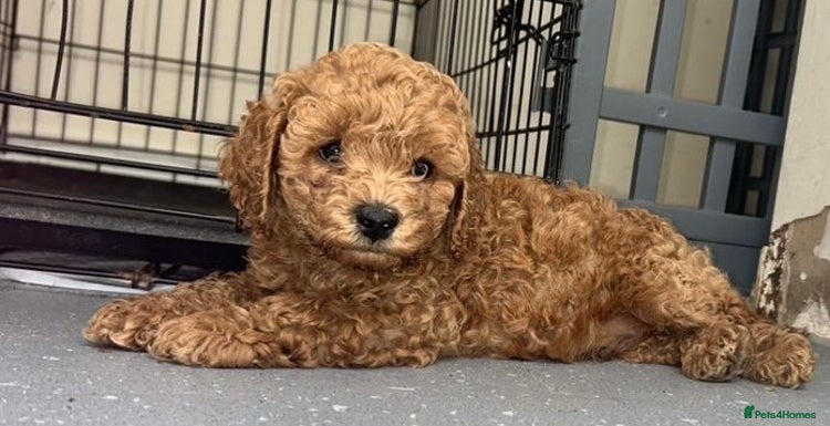 Cavapoo dogs - Advert 13