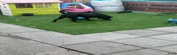 Cane Corso dogs for sale: Bonnie - Advert 3