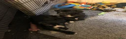 Mixed Breed dogs for sale: 2 mixed breed bulldog cane corso puppies  in London - Advert 4