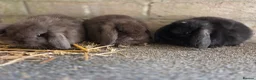 Mini Lop rabbits for sale: Gorgeous minilops ready 14th June - Advert 3