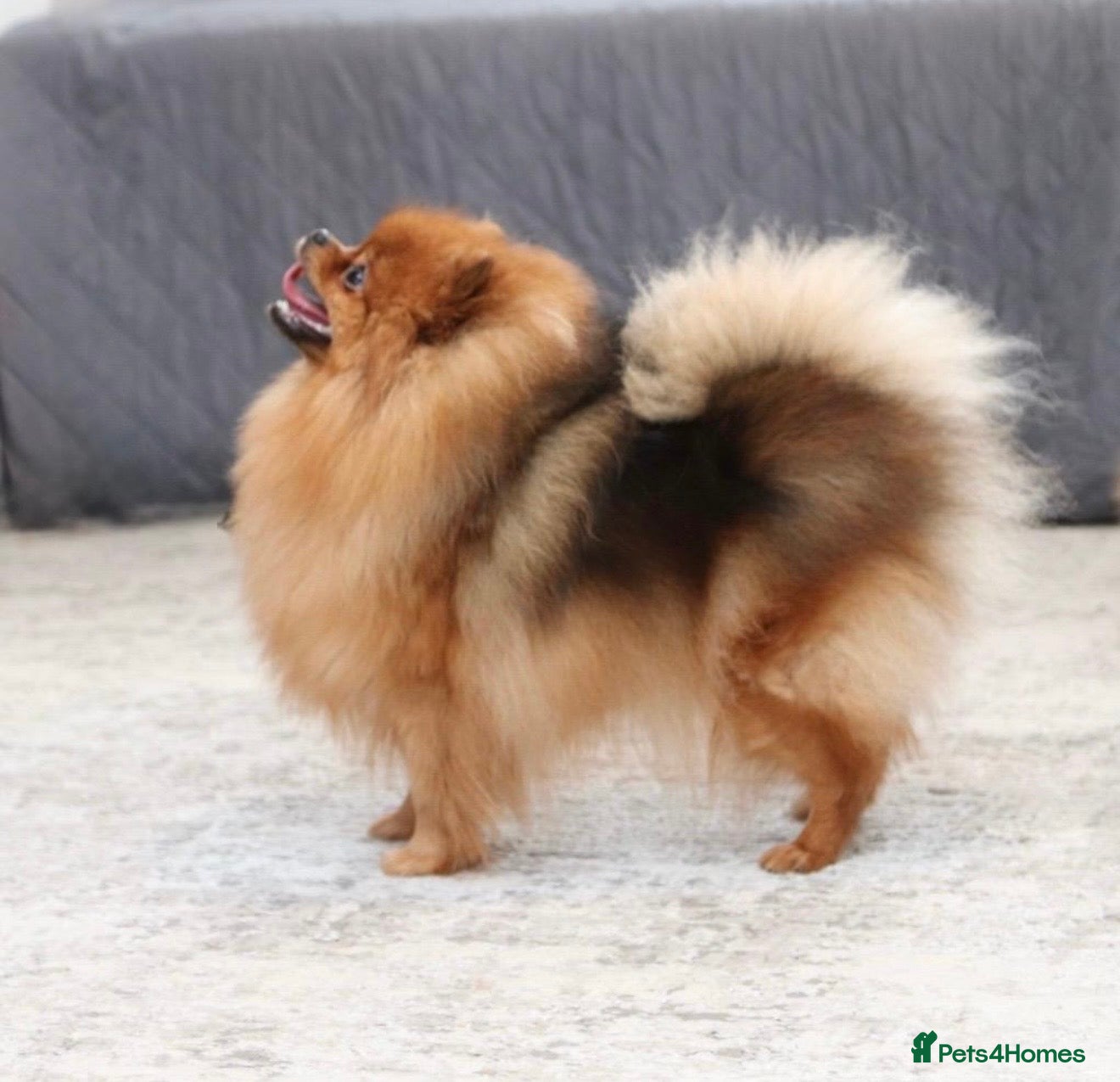 Pomeranian dogs Quality Pomeranian for Stud KC - Advert 11