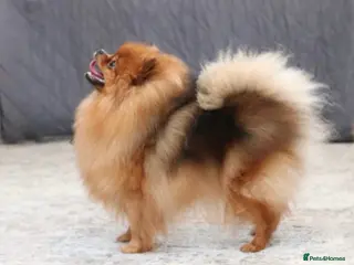 Pomeranian dogs Quality Pomeranian for Stud KC - Advert 11