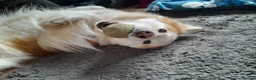 Mixed Breed dogs for sale: Collie mix pups in Gloucester - Advert 2