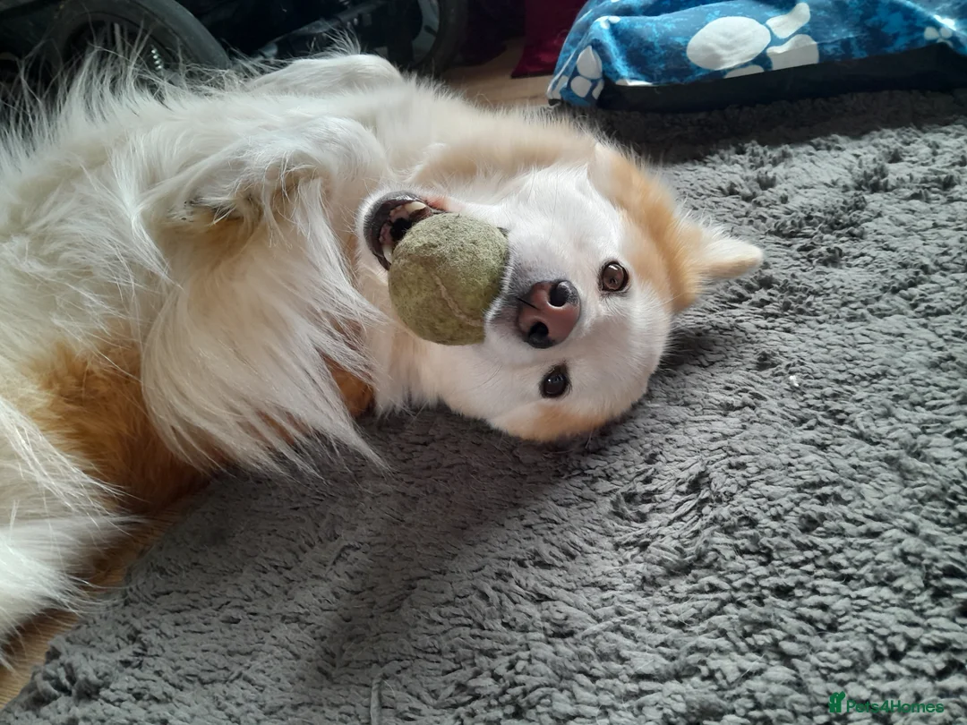 Mixed Breed dogs for sale: Collie mix pups in Gloucester - Advert 2