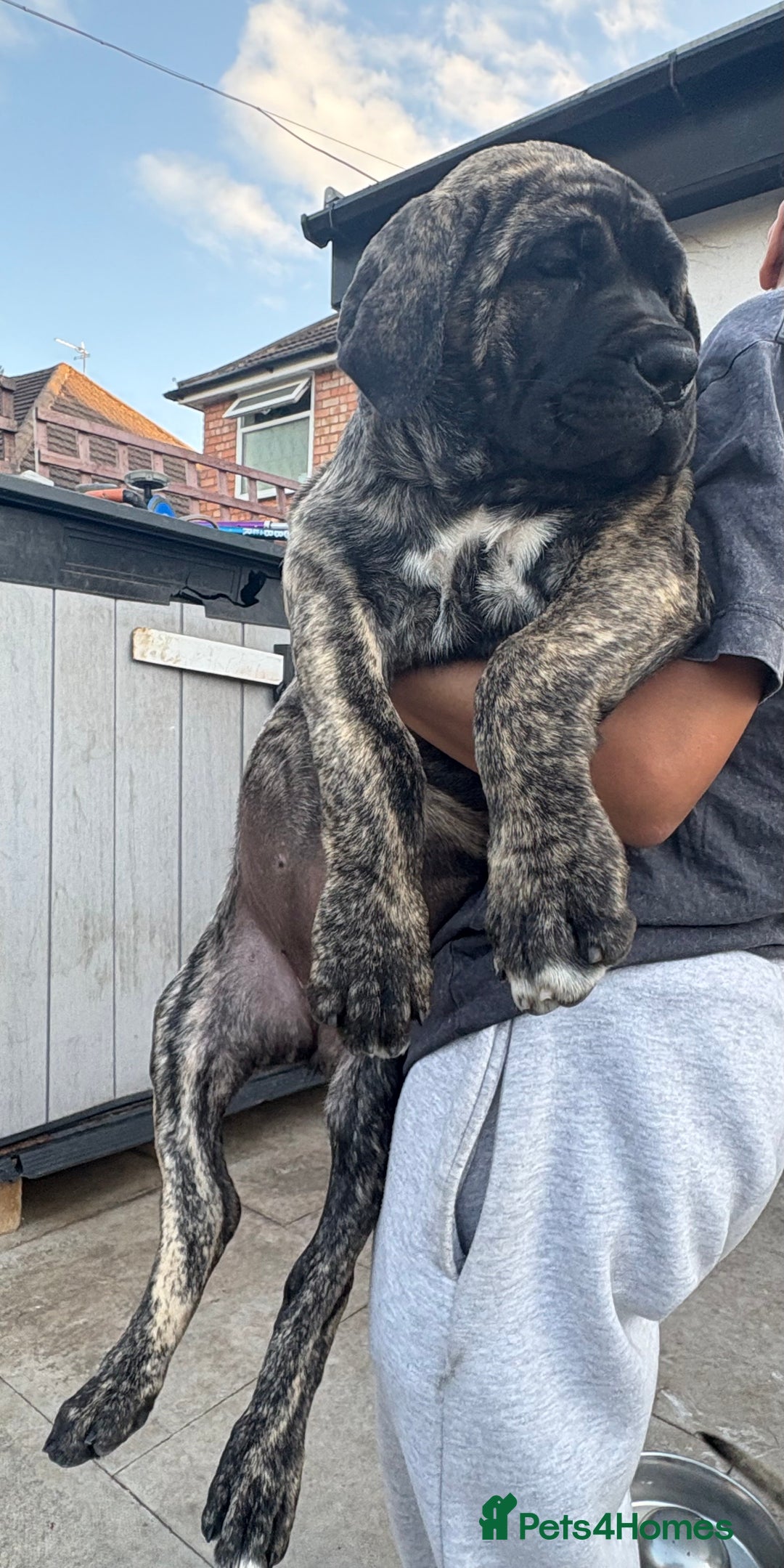 Cane Corso dogs for sale: Cane Corso puppies  - Image 1