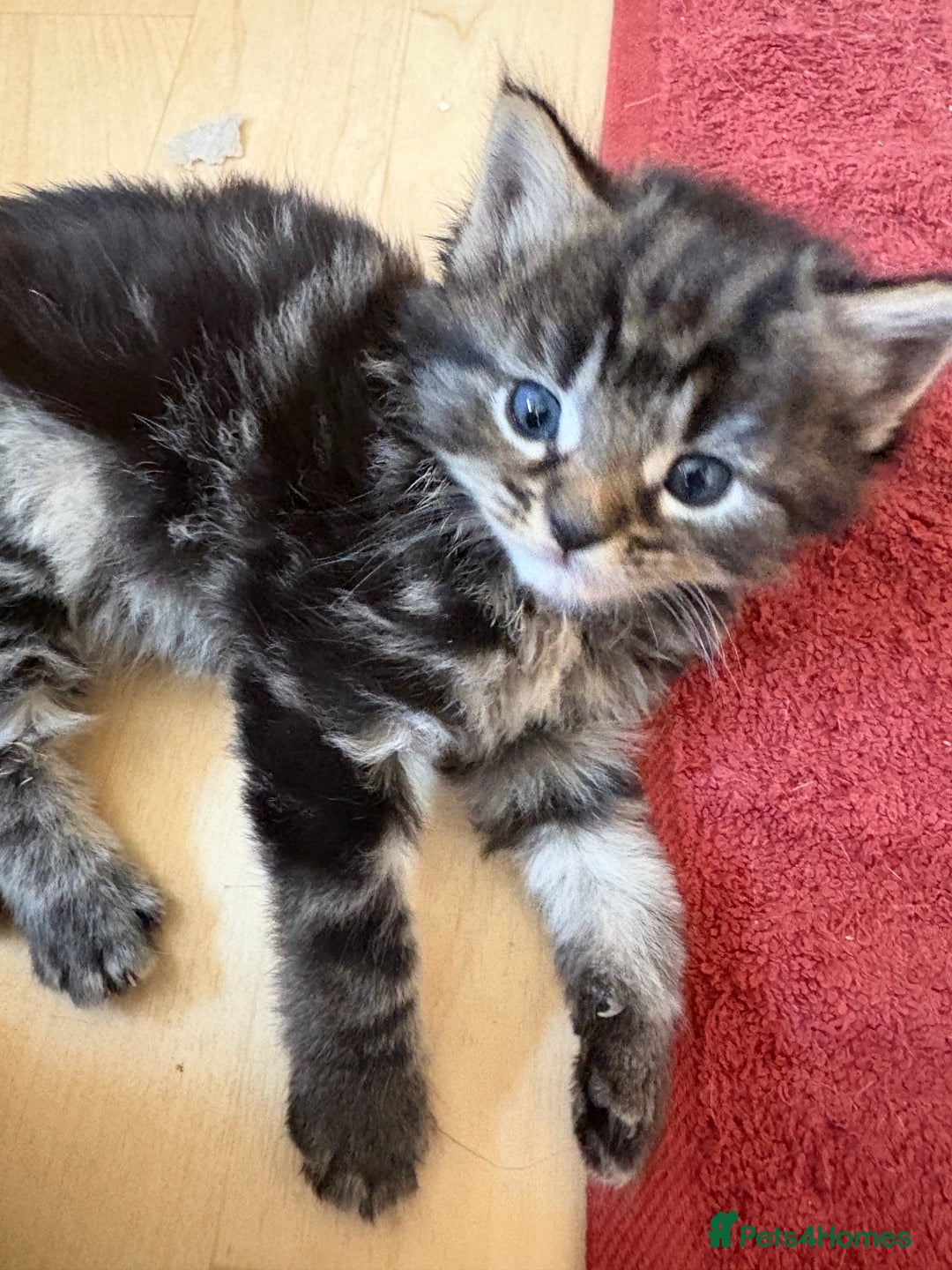 British Shorthair cats for sale: 11 SHORTHAIRED AND LONGHAIRED KITTENS - Image 38