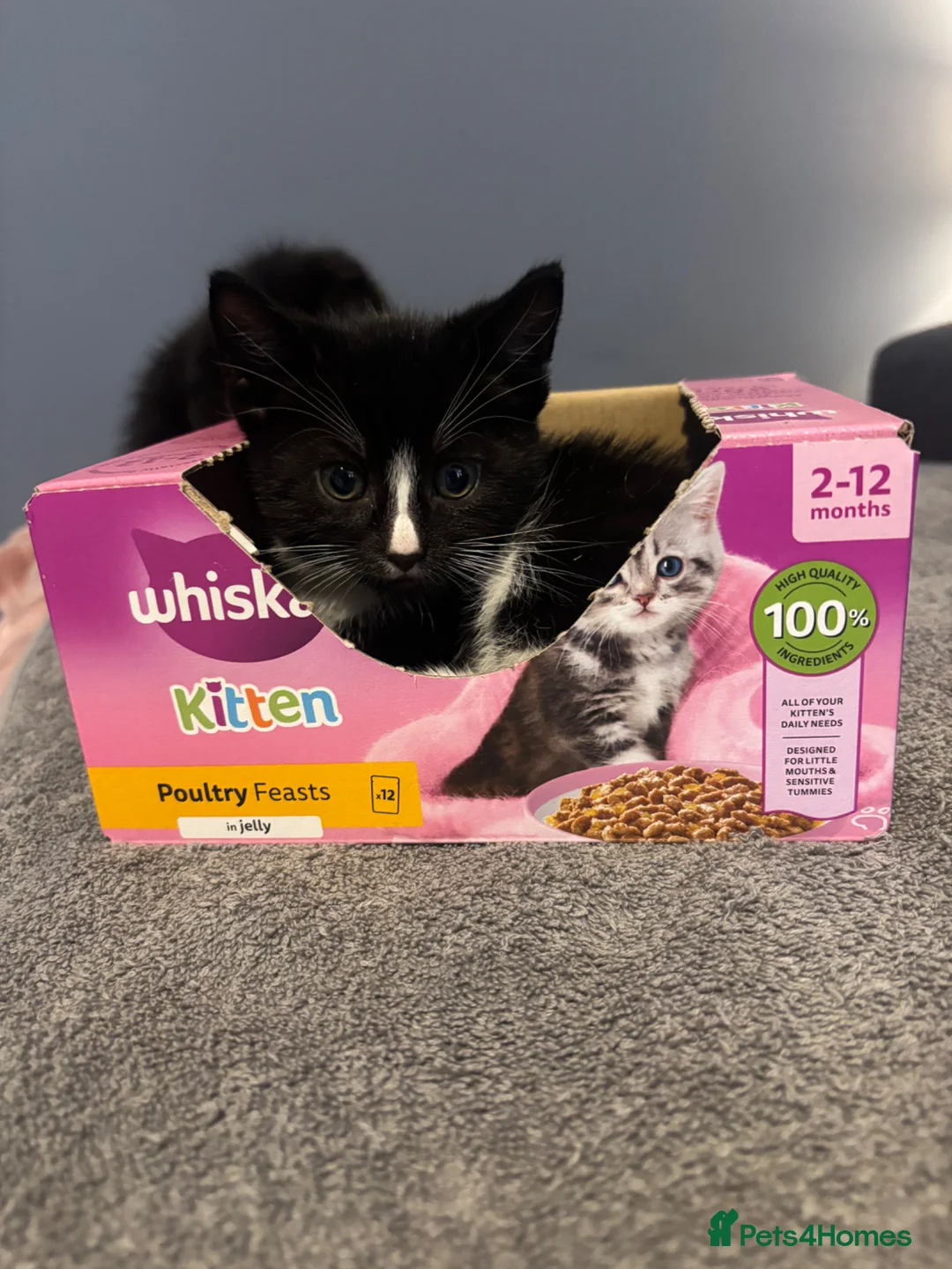 Mixed Breed cats for sale: Kittens  in Herne Bay - Advert 5
