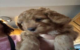 Mixed Breed dogs for sale: home grown golden doodle / cockerpoo  - Image 16