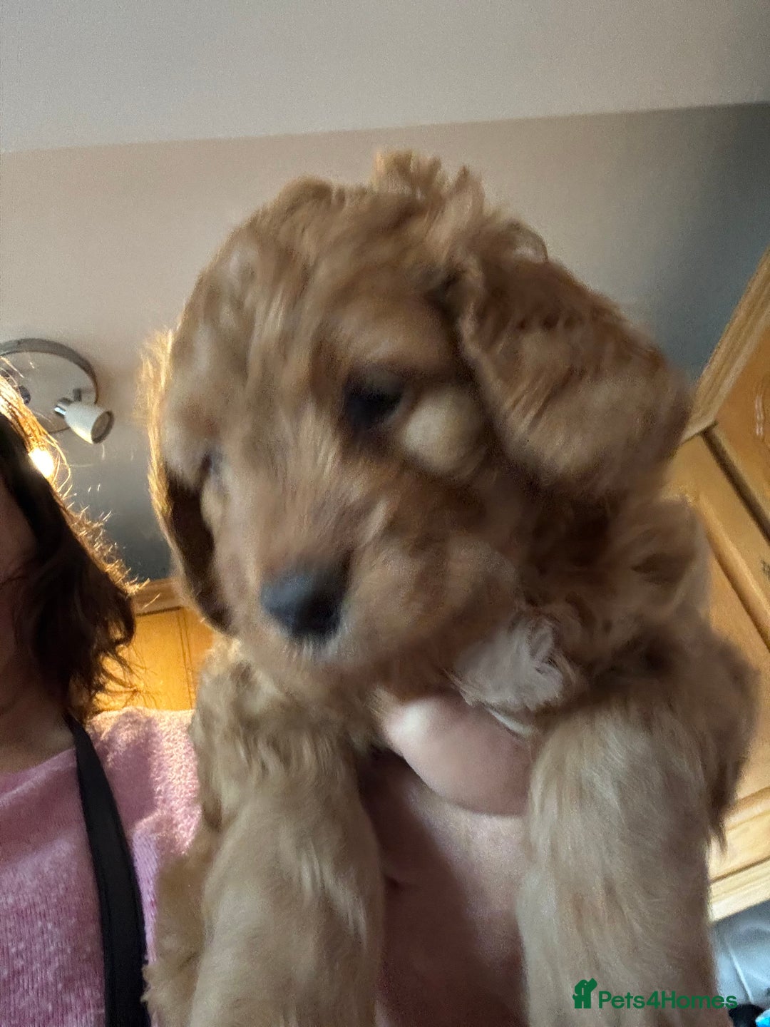 Mixed Breed dogs for sale: home grown golden doodle / cockerpoo  - Image 16