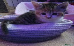 Exotic cats for sale: Stunning girl  - Image 2