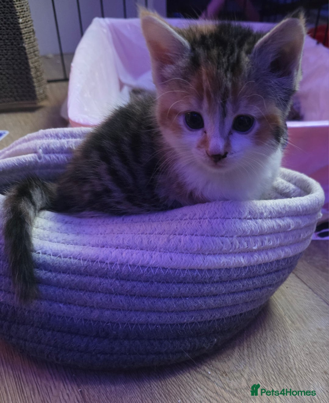 Exotic cats for sale: Stunning girl  - Image 2