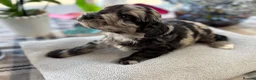 Cockapoo dogs for sale: 🐾❤️ Exceptional F1 Cockapoo Puppies ❤️🐾 - Advert 5
