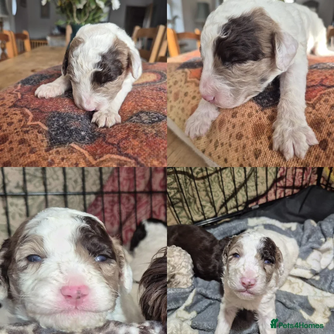 Cockapoo dogs for sale: Stunning F2B cockapoos - Advert 10