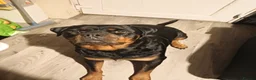 Rottweiler dogs for sale: Rottweiler Puppies  in Manchester - Advert 1
