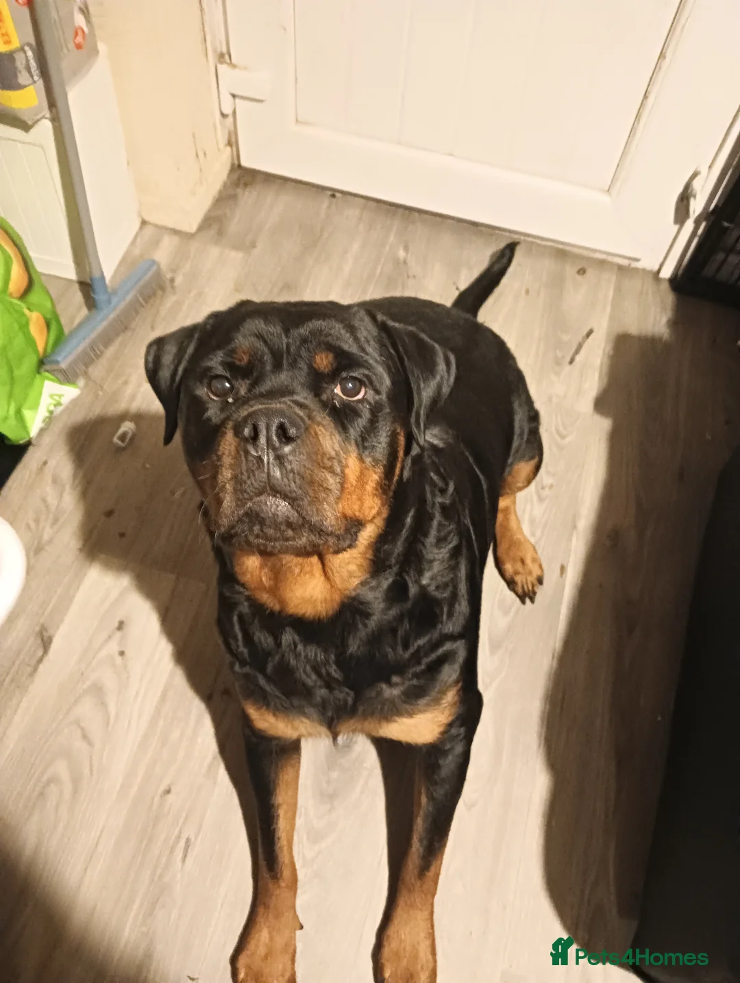 Rottweiler dogs for sale: Rottweiler Puppies  in Manchester - Advert 1