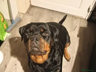 Rottweiler dogs Rottweiler Puppies - Advert 2