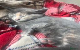 British Longhair cats for sale: British blue cross. 2 females left - Image 7