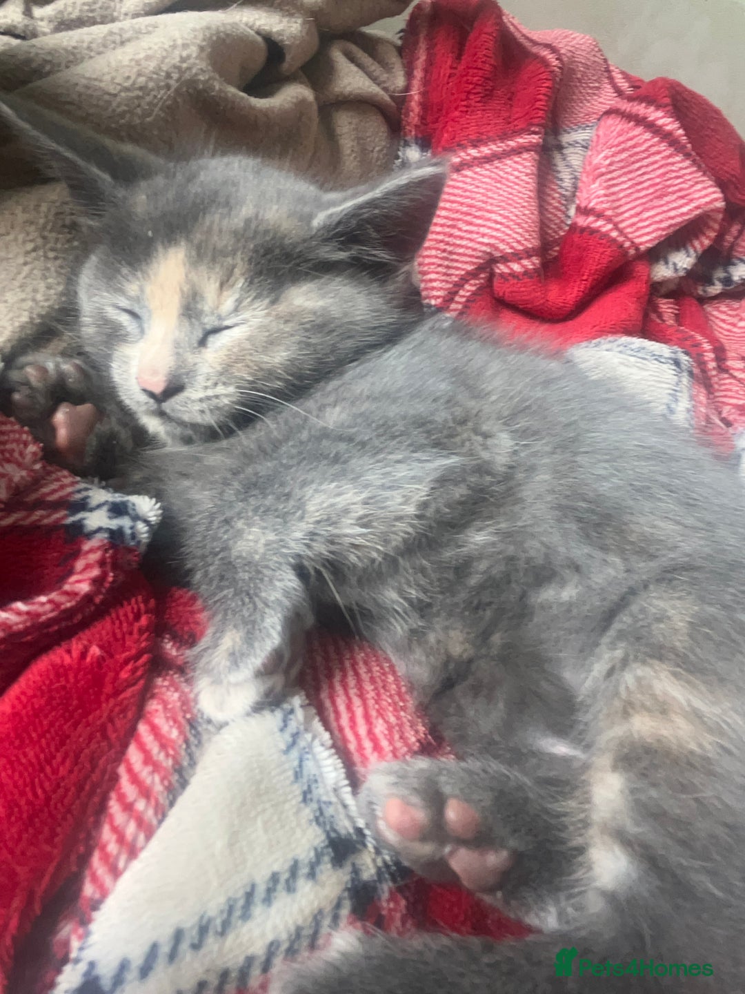 British Longhair cats for sale: British blue cross. 2 females left - Image 7