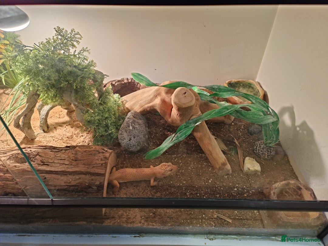 Leopard Gecko reptiles for sale: Female Leopard Gecko with Full Set-Up - Advert 5