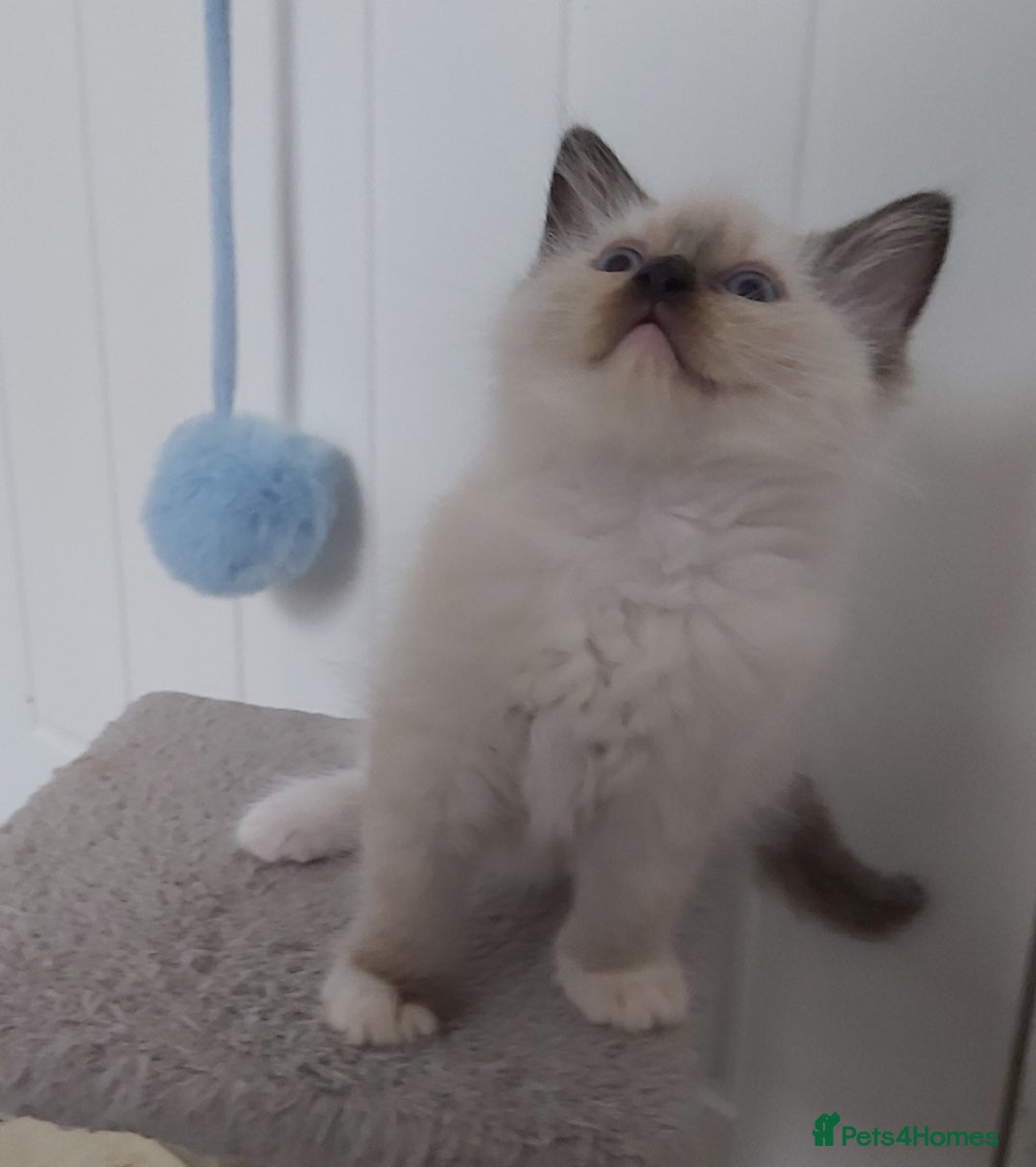 Ragdoll cats for sale: RAGDOLLS GIRLS BOYS BICOLOUR SEAL POINT BLUE EYES  - Image 20