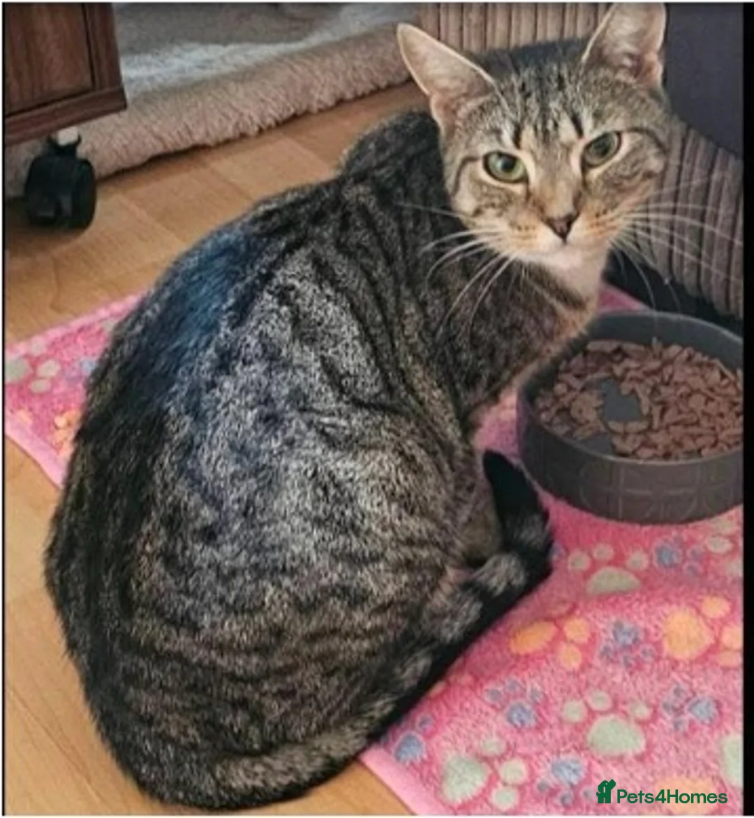 Mixed Breed cats for adoption: Beautiful Trixie looking for forever home - Advert 1