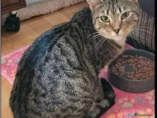 Mixed Breed cats Beautiful Trixie looking for forever home - Advert 1