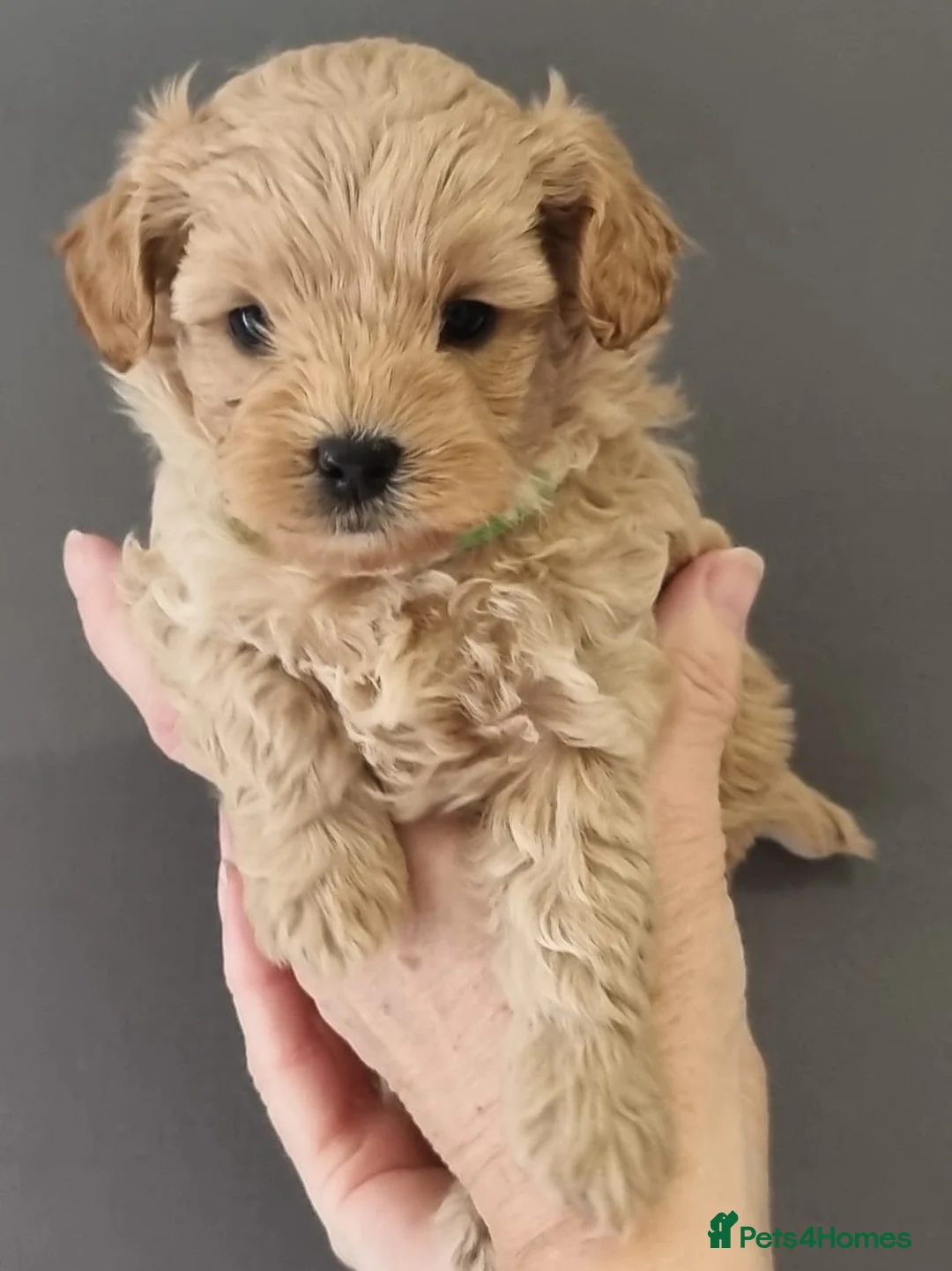 Cavapoo dogs for sale: F1 Toy cavapoo in Nottingham - Advert 2