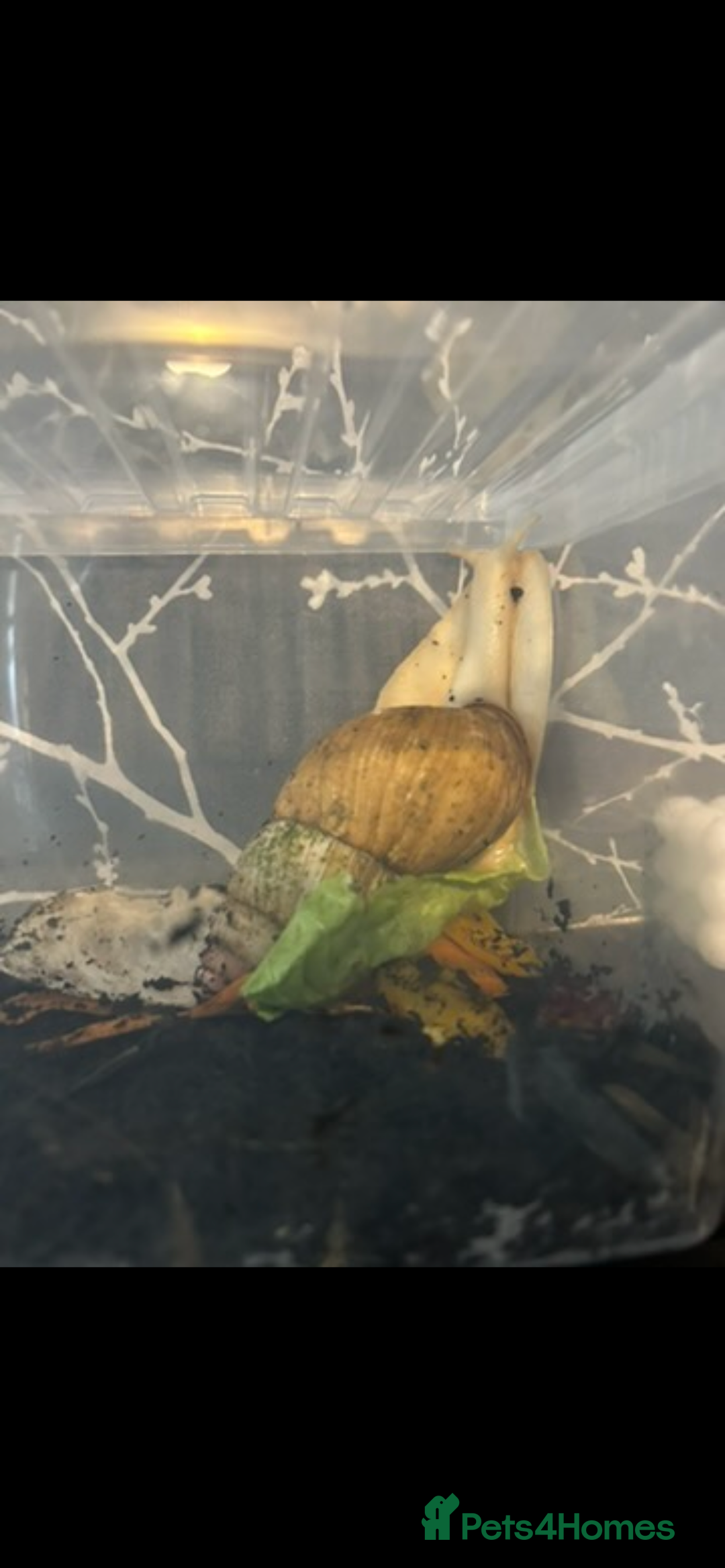 Snails invertebrates for sale: African land snail - Advert 3