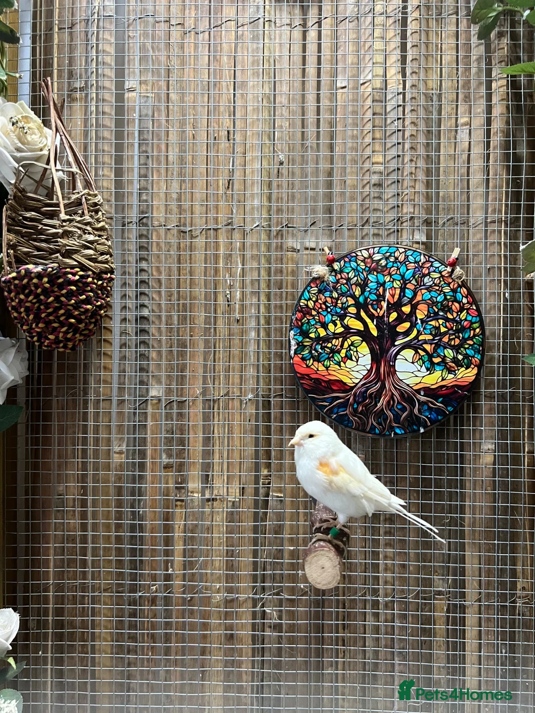 Canaries birds for sale: White and yellow canaries - Advert 4