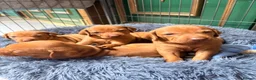 Hungarian Vizsla dogs for sale: Collect in two weeks!🐾KC smooth Hungarian Vizslas - Advert 34
