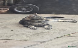 Maine Coon cats for sale: Maine coon x kittens  - Image 7