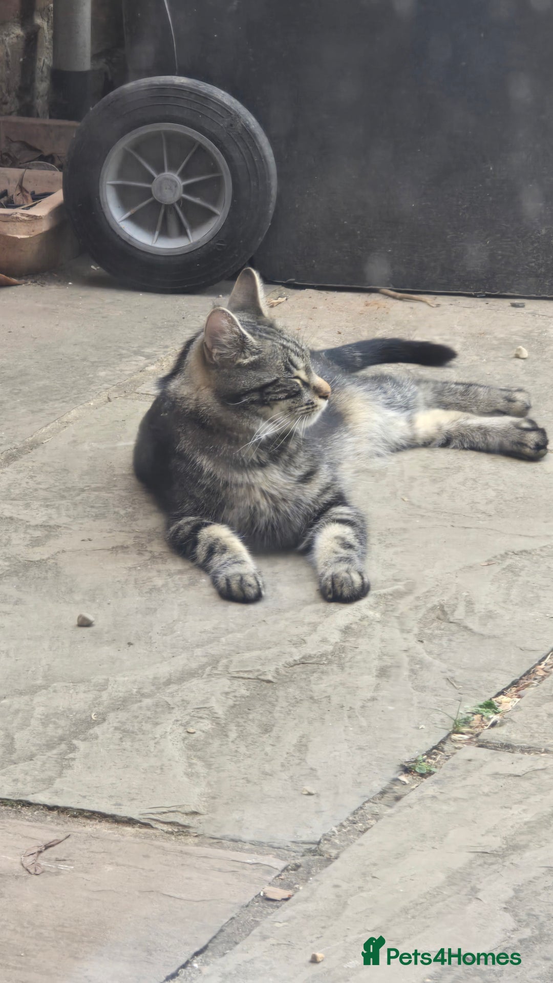 Maine Coon cats for sale: Maine coon x kittens  - Image 7