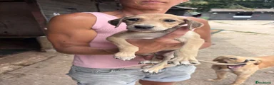 Puppy 1