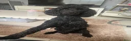 Poodle dogs for stud: Gorgeous poodle for stud only in Mold - Advert 3