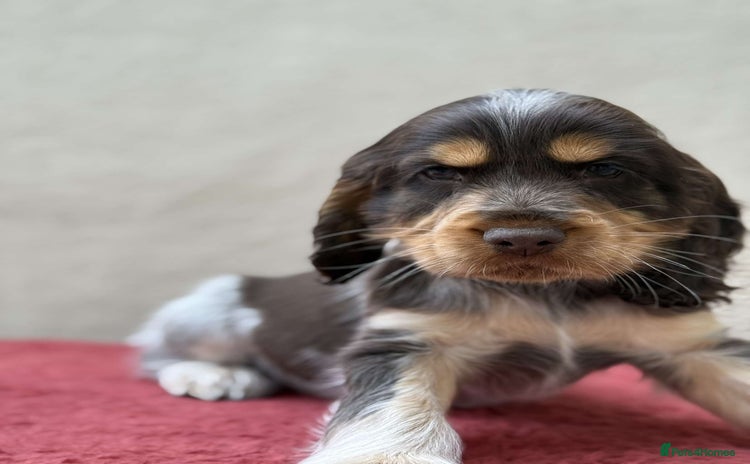 Cocker Spaniel dogs - Advert 15