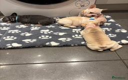 French Bulldog dogs for sale:  French bulldogs  - Advert 37