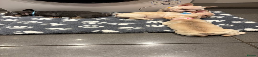 French Bulldog Puppy 6