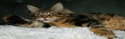 Maine Coon cats for sale: 100% Maine Coon Kitten Boy  - Advert 13