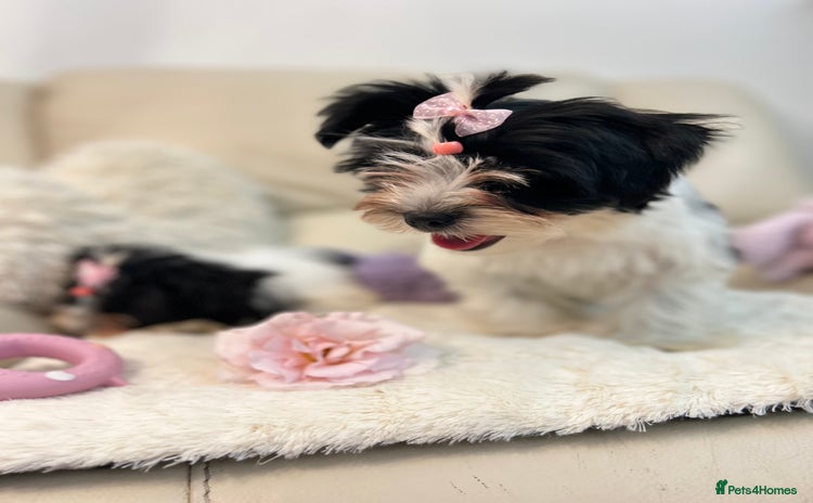 Biewer Terrier dogs - Advert 1