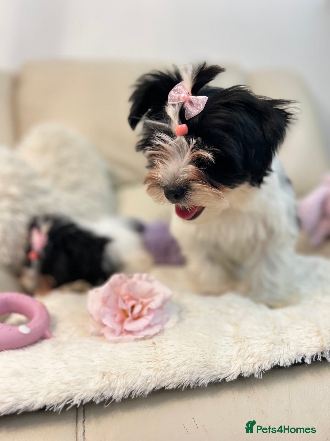 Biewer Terrier dogs for sale: 🩶🩷Biewer-Biro Champion heritage pups! 🐶❤️ - Image 1