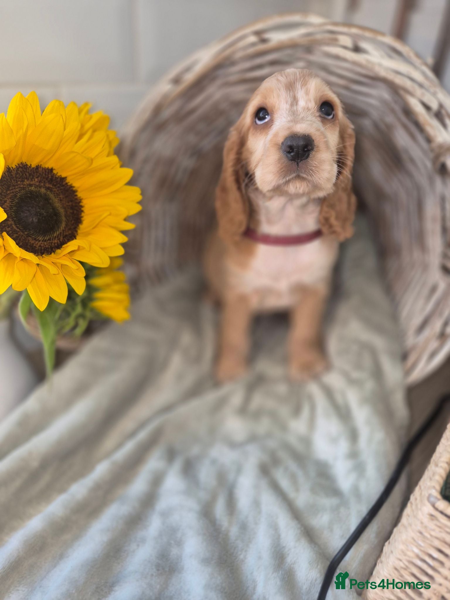 Cocker Spaniel dogs Ready Today! Show Type Cocker Spaniels  - Advert 2